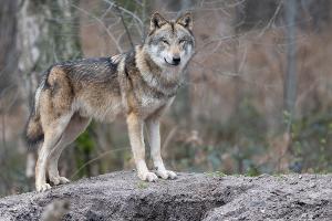 Die Zahl der Wölfe in Europa hat sich binnen zehn Jahren nahezu verdoppelt. (Symbolbild)