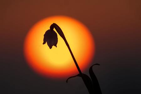 Hinter einem Märzenbecher in Unlingen geht am Morgen die Sonne auf. In der Luft liegt Saharastaub.
