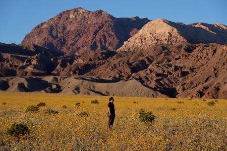 Für Auge und Nase eine Wohltat: Das sonst so trockene und heiße Death Valley im Westen der USA schimmert derzeit in den Farben verschiedener Wildblüten.