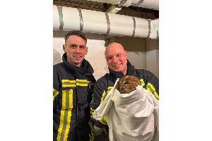 Waldkauz in Bochum Grumme