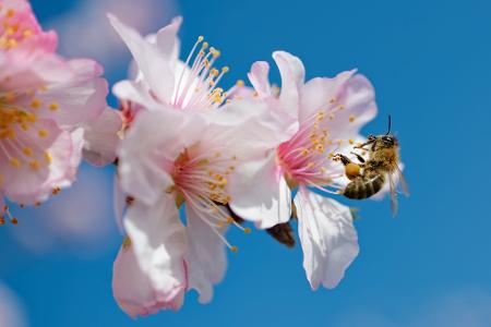 Summ, summ, summ: Eine Biene fliegt zur Blüte eines Mandelbaums in Rheinland-Pfalz.