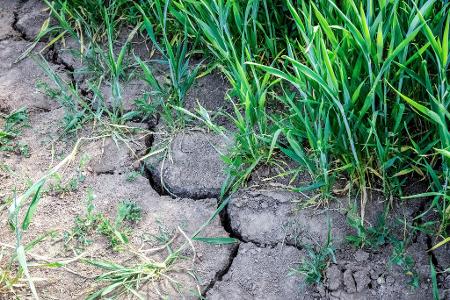 Die Landwirtschaft in Europa kämpft mit den Folgen des Klimawandels. 