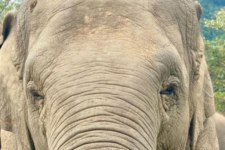 Anwohner vermuten, der Elefant könnte 