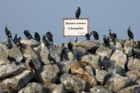 Kormorane stehen auf Steinen im Hafen von Barth am Bodden in Mecklenburg-Vorpommern.