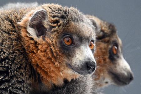 Diese zwei Mongozmaki-Männchen sollen jetzt im Kölner Zoo für Nachwuchs bei der vom Aussterben bedrohten Primatenart sorgen.