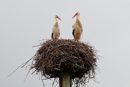 Störche stehen in ihrem Nest in Baden-Württemberg.