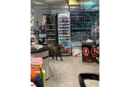 Ein Wildschwein hat sich in einem Kaufhaus verlaufen. 