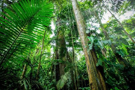 Den Regenwald entdecken