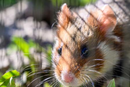 In Shenzhen sollen Hamster in einem Spielautomaten feilgeboten worden sein. (Archivbild) 
