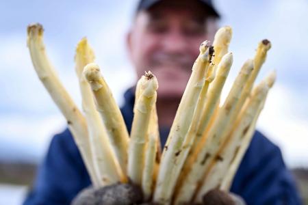 Spargelbauer Stefan S. zeigt auf einem seiner Felder frisch gestochenen Spargel.