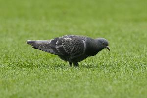 Mainzer "Glücksbringer": Taube greift in den Abstiegskampf ein