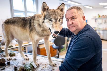 Tierpräparator Christian Blumenstein mit Wölfin 