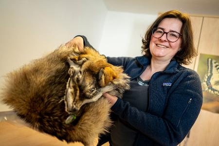 Was von einem überfahrenen Wolf übrig blieb: Ina Pokorny aus dem Naturkundemuseum zeigt ein präpariertes Wolfsfell aus der Sammlung. 