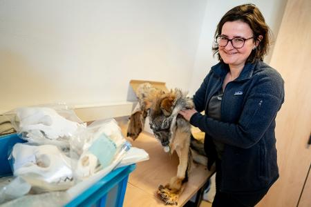  Im Naturkundemuseum werden die Teile einer großen Wolfs-Sammlung in Kisten und Kartons verstaut.