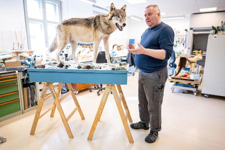Etwa eine Woche braucht Christian Blumenstein im Naturkundemuseum in Potsdam für die Präparation eines toten Wolfs.