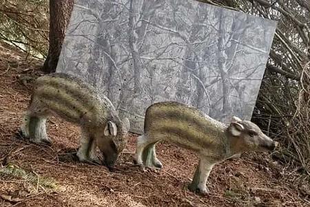 Tiere, Salzburg, Österreich, Campingplatz, Berge