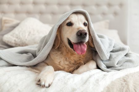 Ein Golden Retriever lugt unter einer Decke hervor