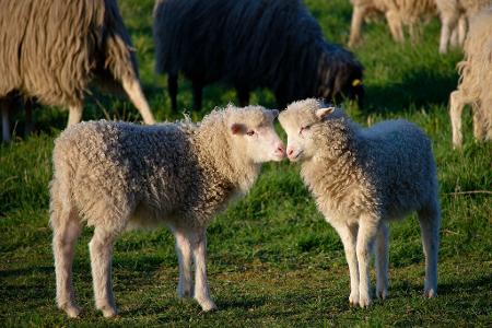 Zwei kleine Lämmer stehen bei Sonnenschein auf einer Wiese in Köln.