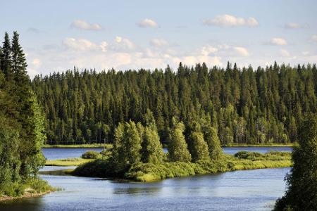 Liegt es an den finnischen Wäldern, dass die Nordeuropäer so glücklich sind? (Symbolbild)