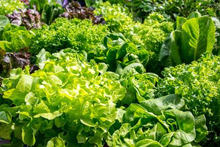Salate der Saison