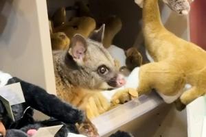 Zwischen kuscheligen Kängurus blickte plötzlich ein tierischer Gast einem Kunden entgegen.