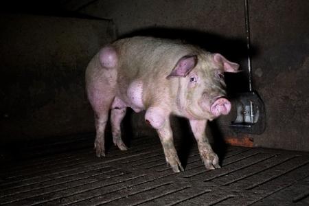 Die spanische Nichtregierungsorganisation Arge hat grausige Fotos aus einem Schweinemastbetrieb in der Provinz Teruel veröffentlicht und Anzeige gegen die Verantwortlichen erstattet.