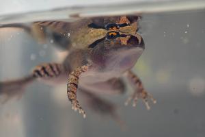 Der Südliche Stotterfrosch ist derzeit bei Aussie Ark in allen Entwicklungsstufen zu sehen, auch während der Metamorphose.