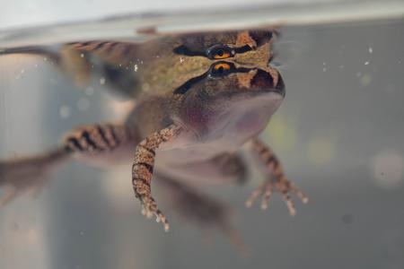 Der Südliche Stotterfrosch ist derzeit bei Aussie Ark in allen Entwicklungsstufen zu sehen, auch während der Metamorphose.