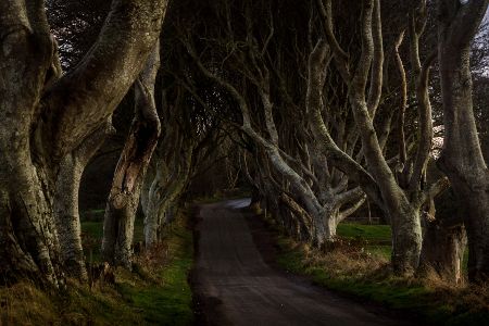 Straße, über die knorrige Buchen wachsen