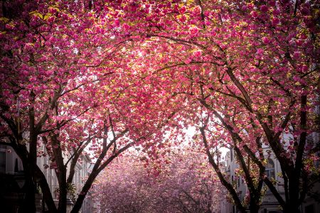 Kirschbäume in voller Blüte über einer Straße