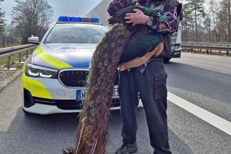 Ausgebüxter Pfau auf der A44
