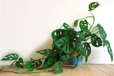 Tropen-Flair im Wohnzimmer