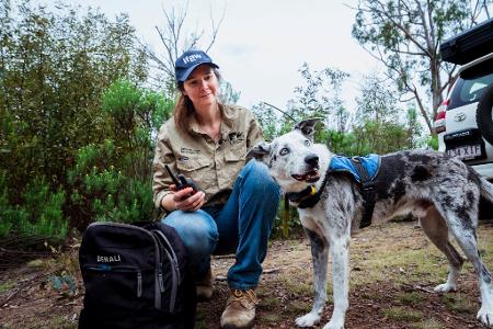 Der Australian Koolie namens Bear hat in seiner Spürhund-Laufbahn mehr als 100 in Not geratene Koalas aufgespürt. Romane Cristescu war eine seiner Hundeführerinnen. (Archivbild)