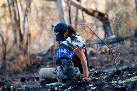 Einst galt er als Problemhund - dann fand der energiegeladene Bear seine Lebensaufgabe in den australischen Wäldern. (Archivbild)