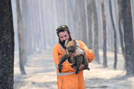 Zehntausende Koalas wurden bei den Waldbränden in den Jahren 2019 und 2020 getötet oder verletzt. (Archivbild)