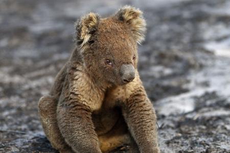 Bilder von Koalas mit angesengten Pfoten gingen um die Welt. (Archivbild)