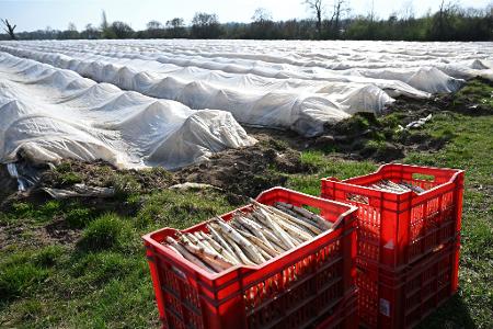 Teure Handarbeit: Spargelanbau in Deutschland. (Archivbild)