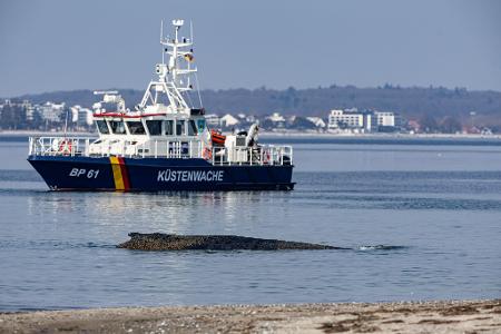 Die Rettung des großen Wals ist laut Experten nicht leicht - es könne auch sein, dass das Tier trotz Rettung wieder strande oder verende.