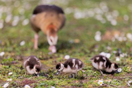 Nilgänse und ihre Küken suchen auf einer Wiese in der Innenstadt von Düsseldorf nach Nahrung. 