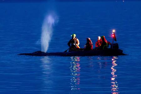 Rettungskräfte versuchen am Abend einen an der Ostseeküste am Timmendorfer Strand gestrandeten Wal wieder in tiefes Wasser zubringen.