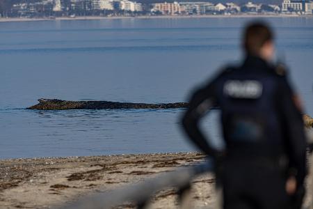 Das Tier wurde in der Nacht zum Montag laut Polizei im Wasser vor dem Ortsteil Niendorf in Timmendorfer Strand entdeckt.