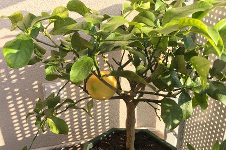 Mediterrane und tropische Pflanzen