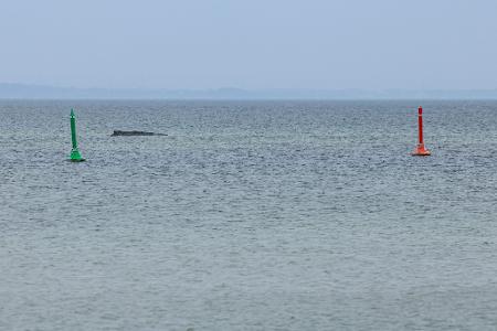 Gegen eine mögliche Tötung des Wals, um ihn von seinen Leiden zu erlösen, spricht laut Expertin einiges.