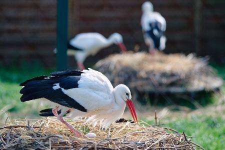 Ein Storch brütet sein Gelege im rheinland-pfälzischen Storchenzentrum der "Aktion PfalzStorch e. V.".