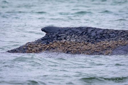 Der Wal ist weiterhin gestrandet. 