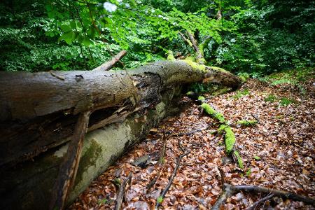Wenn der deutsche Wald besser mit Dürre und steigenden Temperaturen zurechtkommt, kann er mehr CO2 speichern - was gut ist für das Klima. (Archivbild)