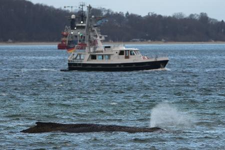 Ein größerer Saugbagger wird demnächst vor Ort erwartet.