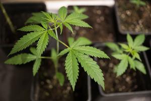 Bundesinnenminister Alexander Dobrindt (CSU) hat das von der Ampel-Koalition beschlossene Cannabisgesetz als "Scheißgesetz" bezeichnet. (Symbolbild)