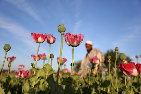 Die Taliban verboten 2022 den Anbau von Mohn. (Symbolbild)