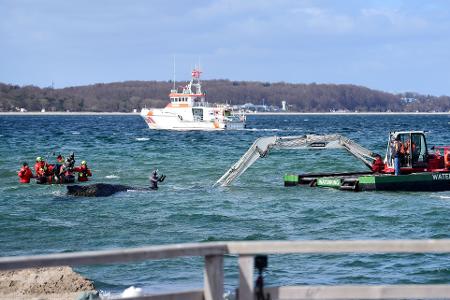 Der Schwimmbagger arbeitet direkt um den gestrandeten Wal herum. 